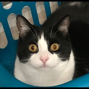 Meet your Posher, Alp